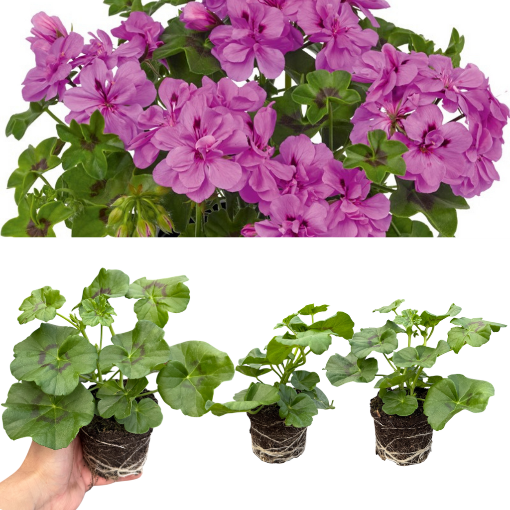 Set of 3 or 6 Large Plants - Geranium Sunflair Amethyst, Ready to Plant in Your Garden