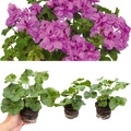 Set of 3 or 6 Large Plants - Geranium Sunflair Amethyst, Ready to Plant in Your Garden