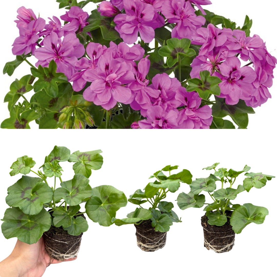 Set of 3 or 6 Large Plants - Geranium Sunflair Amethyst, Ready to Plant in Your Garden