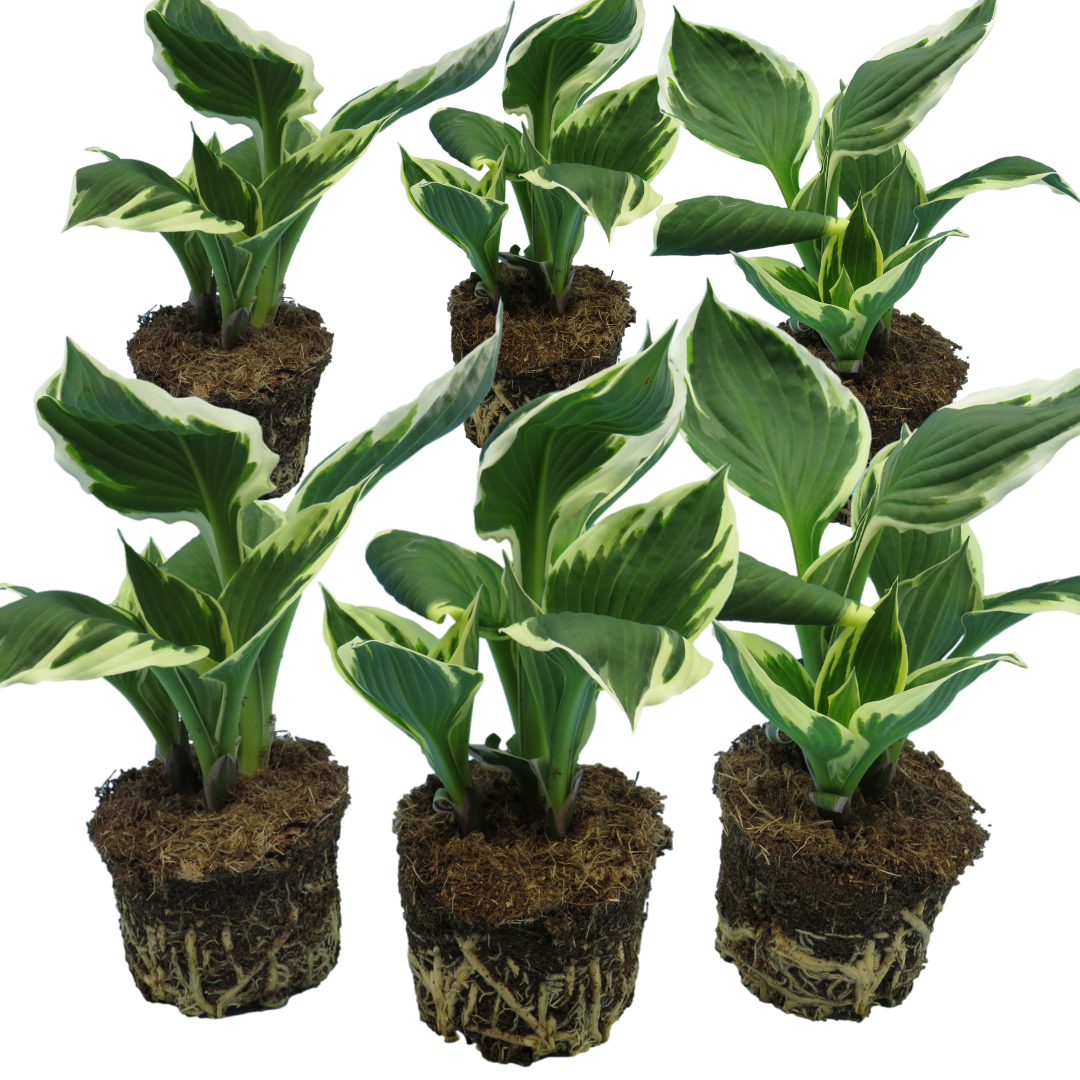 Hosta Francee