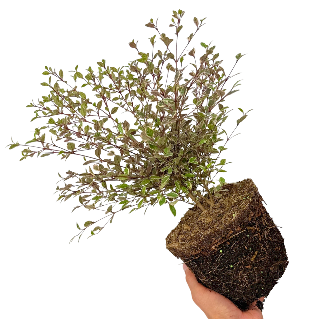 Lophomyrtus Magic Dragon