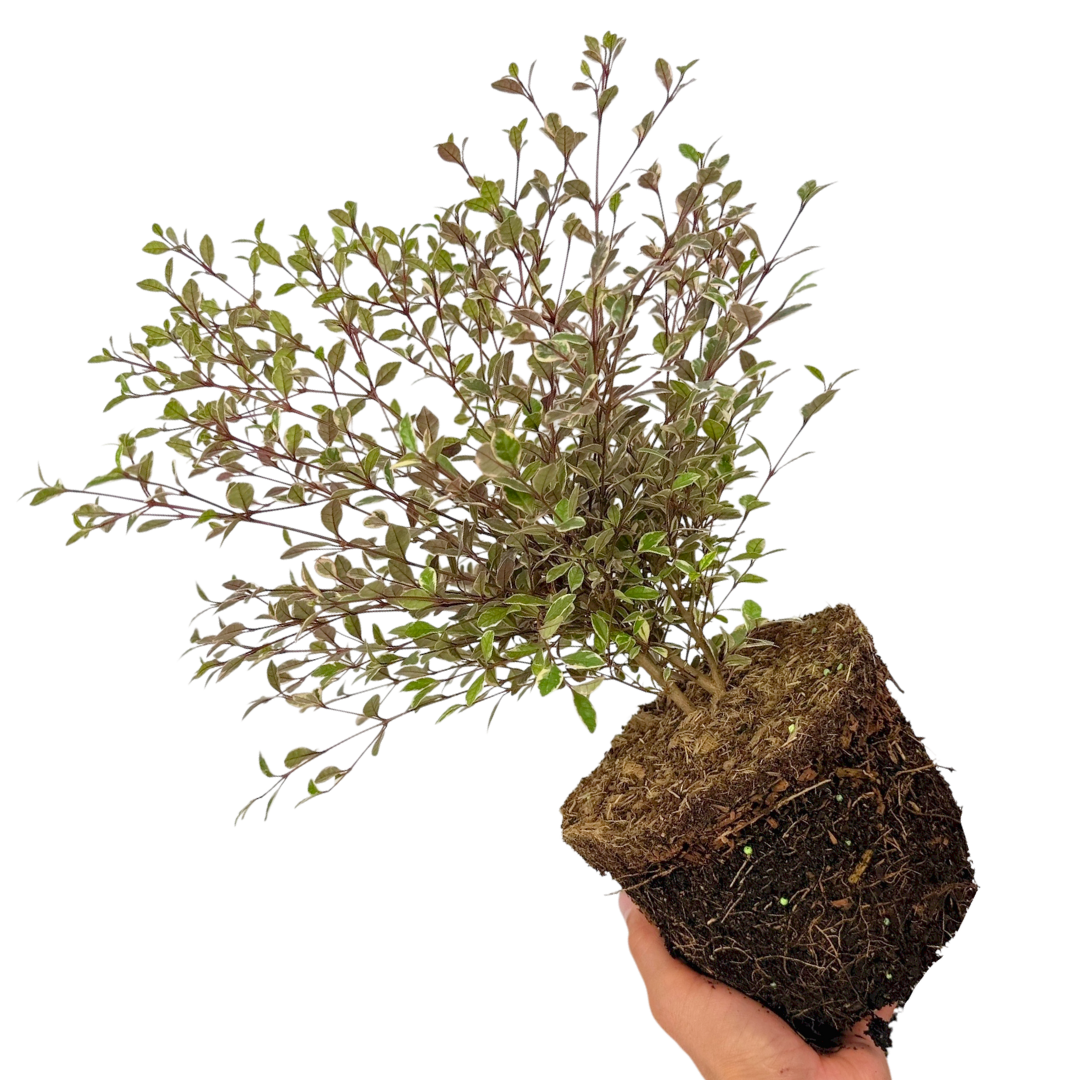 Lophomyrtus Magic Dragon