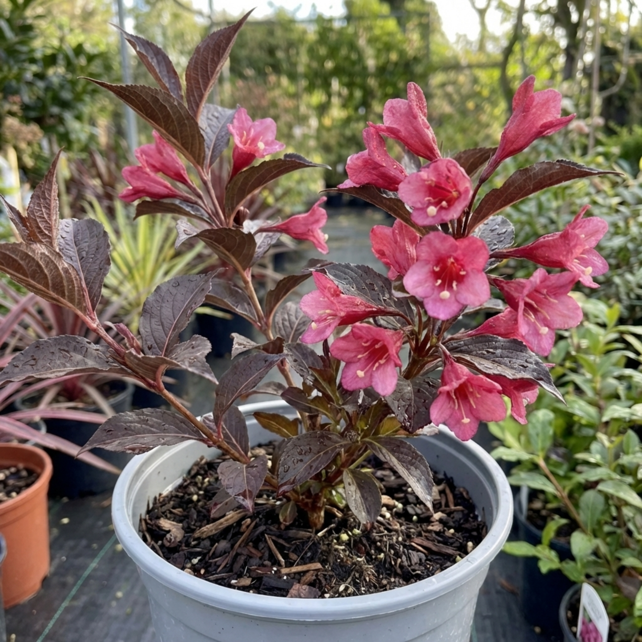 1 Weigela Florida Victoria Plant, Hardy Flowering Shrub, Outdoor Garden Ready, 2L Root-Ball