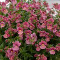1 Large Plant - Nemesia Nuvo Rose Improved, Outdoor Garden Ready, 2L Pot