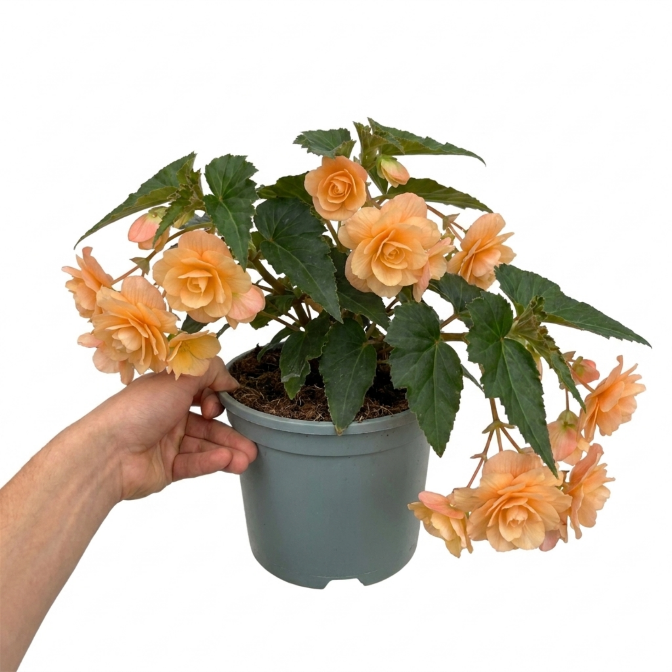 1 Large Plant - Begonia Fragrant Falls Peach, Outdoor Garden Ready, 2L Pot