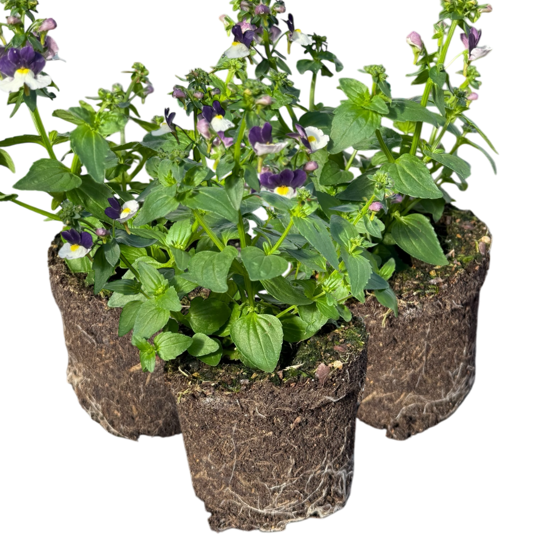 Set of 3 or 6 Large Plants - Nemesia Nuvo Blue Bicolour, Ready to Plant in Your Garden