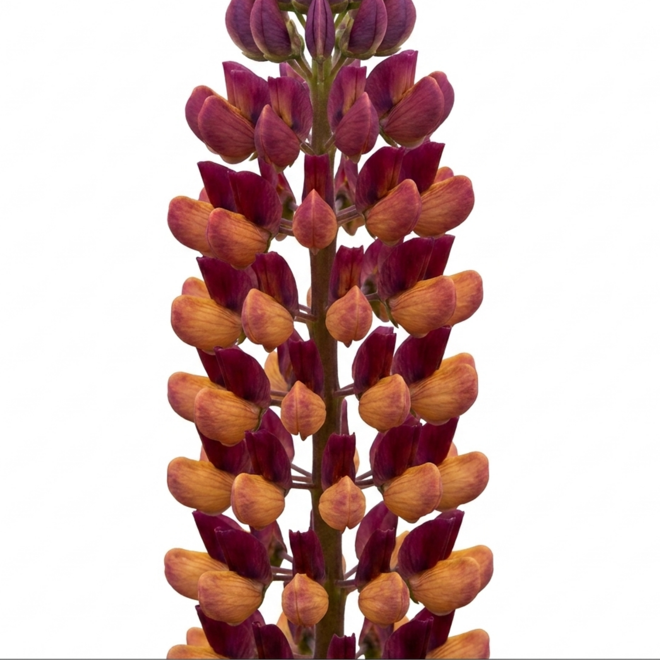 1 Lupin Masterpiece Plant, Hardy Perennial Summer Flowering Lupins for Borders, 3 Litre Root Ball