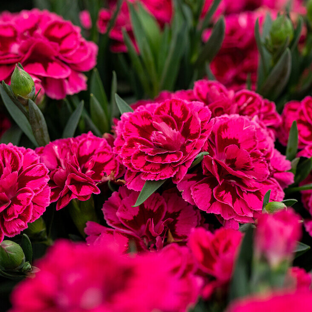 Set of 3 or 6 Large Plants - Dianthus Oscar Purple Wings, Outdoor Garden Ready