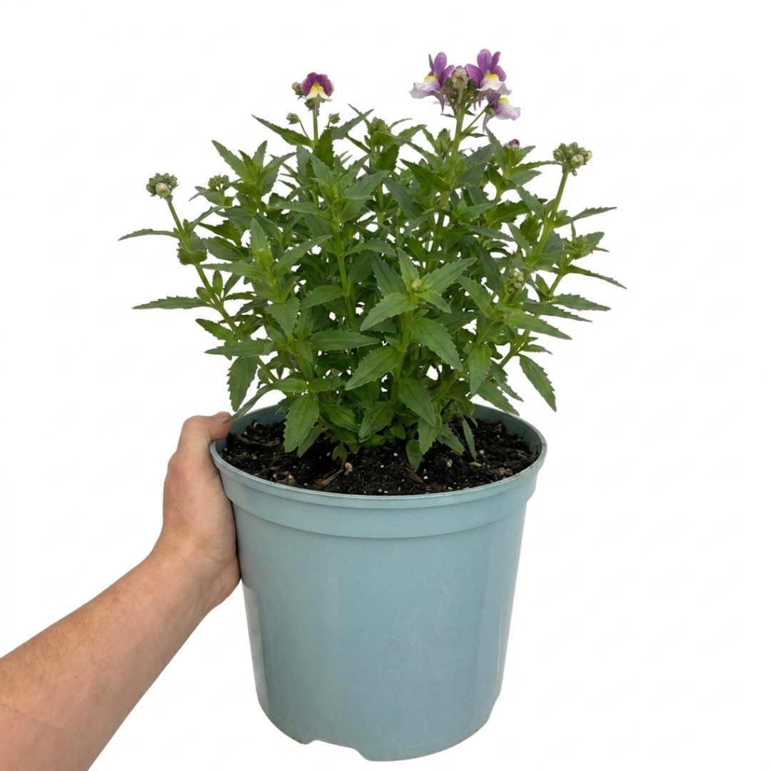 1 Large Plant - Nemesia Lady Kate, Ready to Plant in Your Garden, 5L Pot