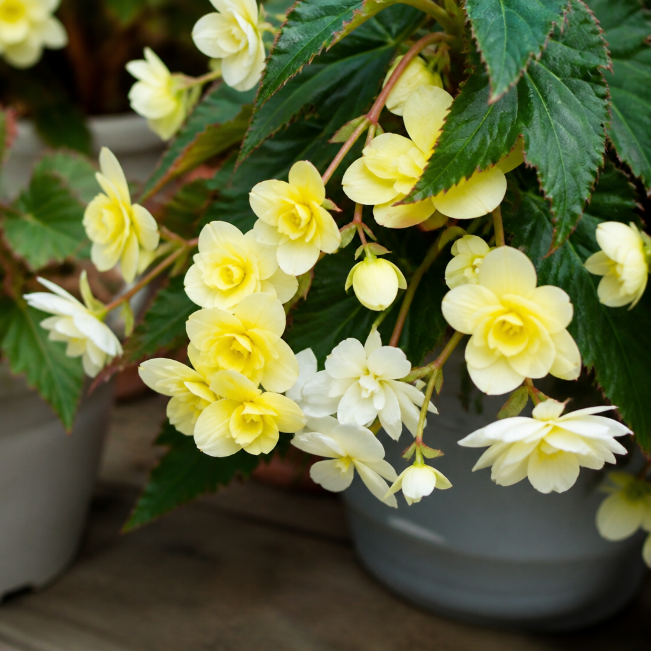 1 Large Plant - Begonia Fragrant Falls Lemon, Outdoor Garden Ready, 2L Pot