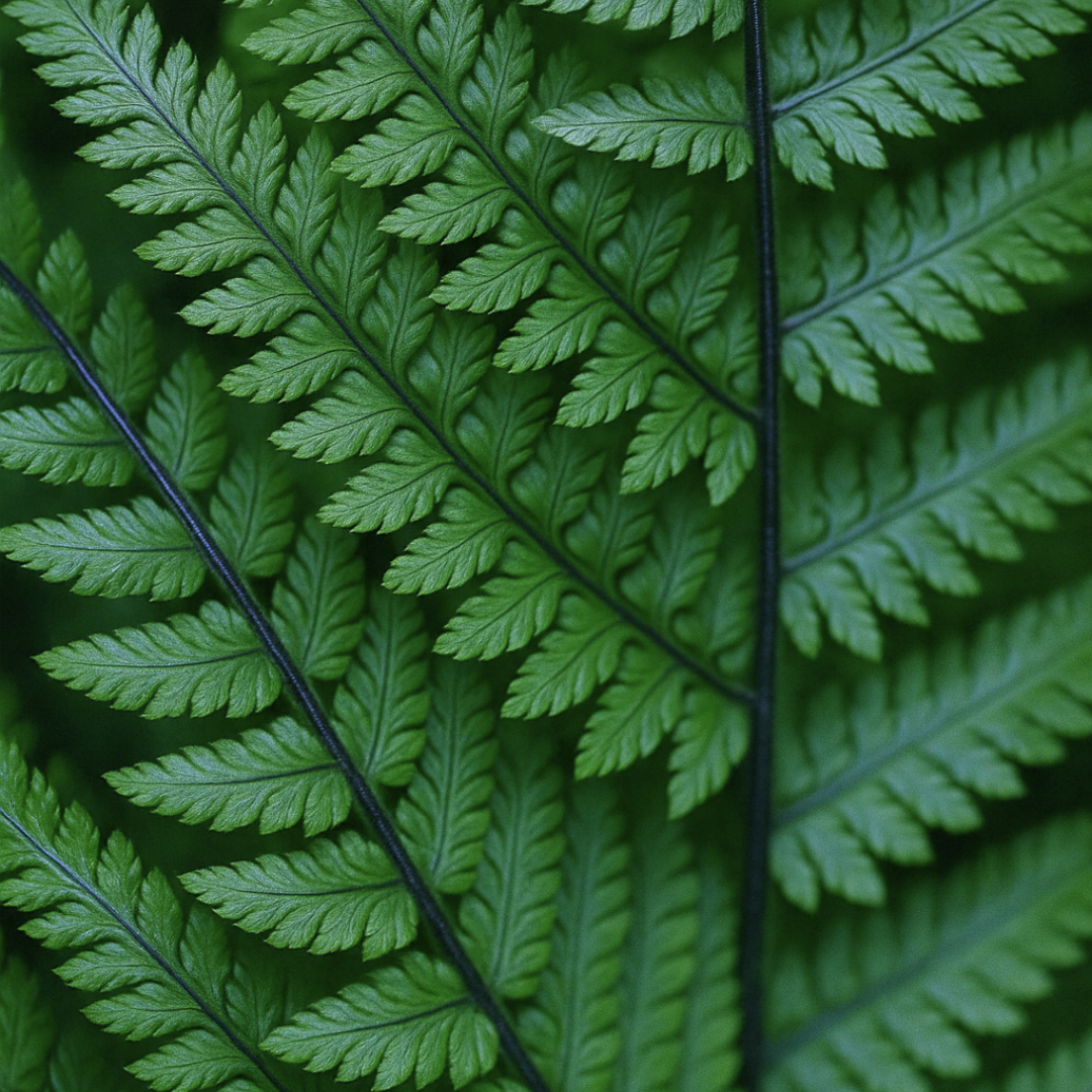 Wood Fern Dryopteris Atrata
