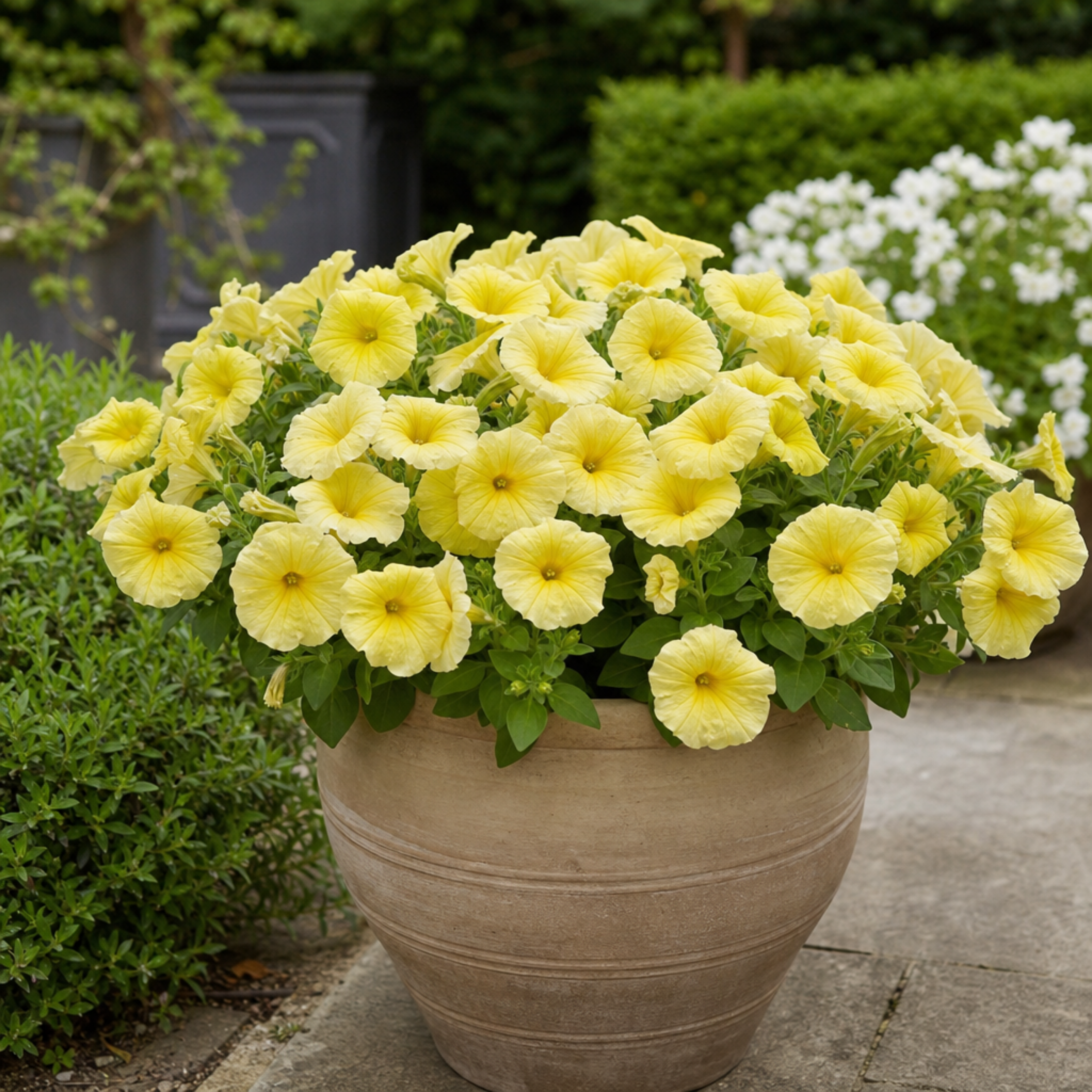 1 Large Plant - Petunia Rimarkable Hello Yellow, Outdoor Garden Ready, 2L Pot