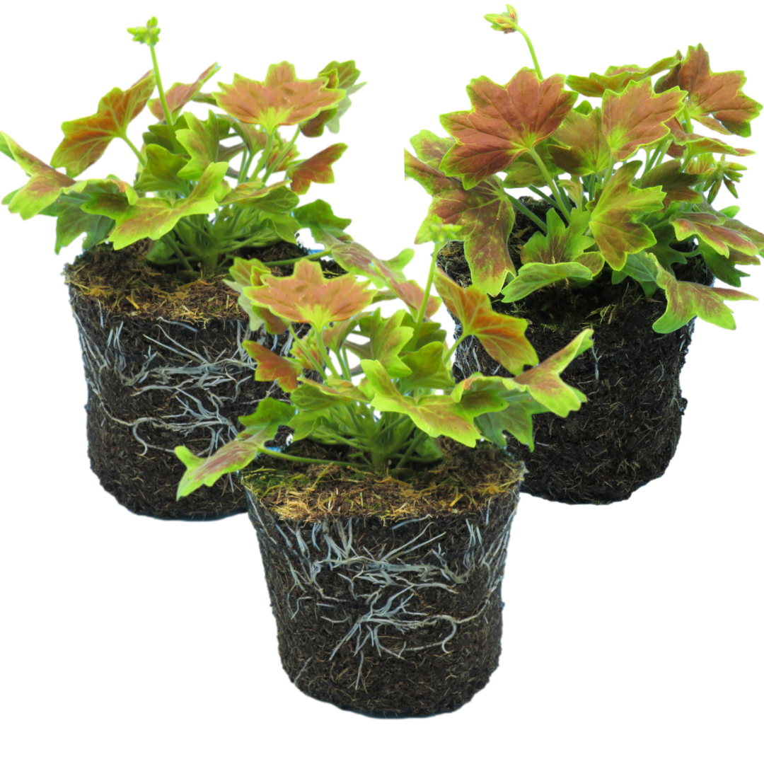 Set of 3 or 6 Large Plants - Geranium Pelgardini Lotusland, Ready to Plant in Your Garden