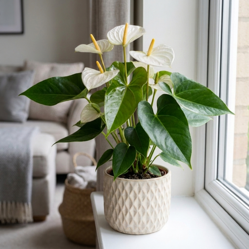 1 Anthurium White Flowering Houseplant, Live Tropical Indoor Plant, Easy Care, 17cm Root-Ball