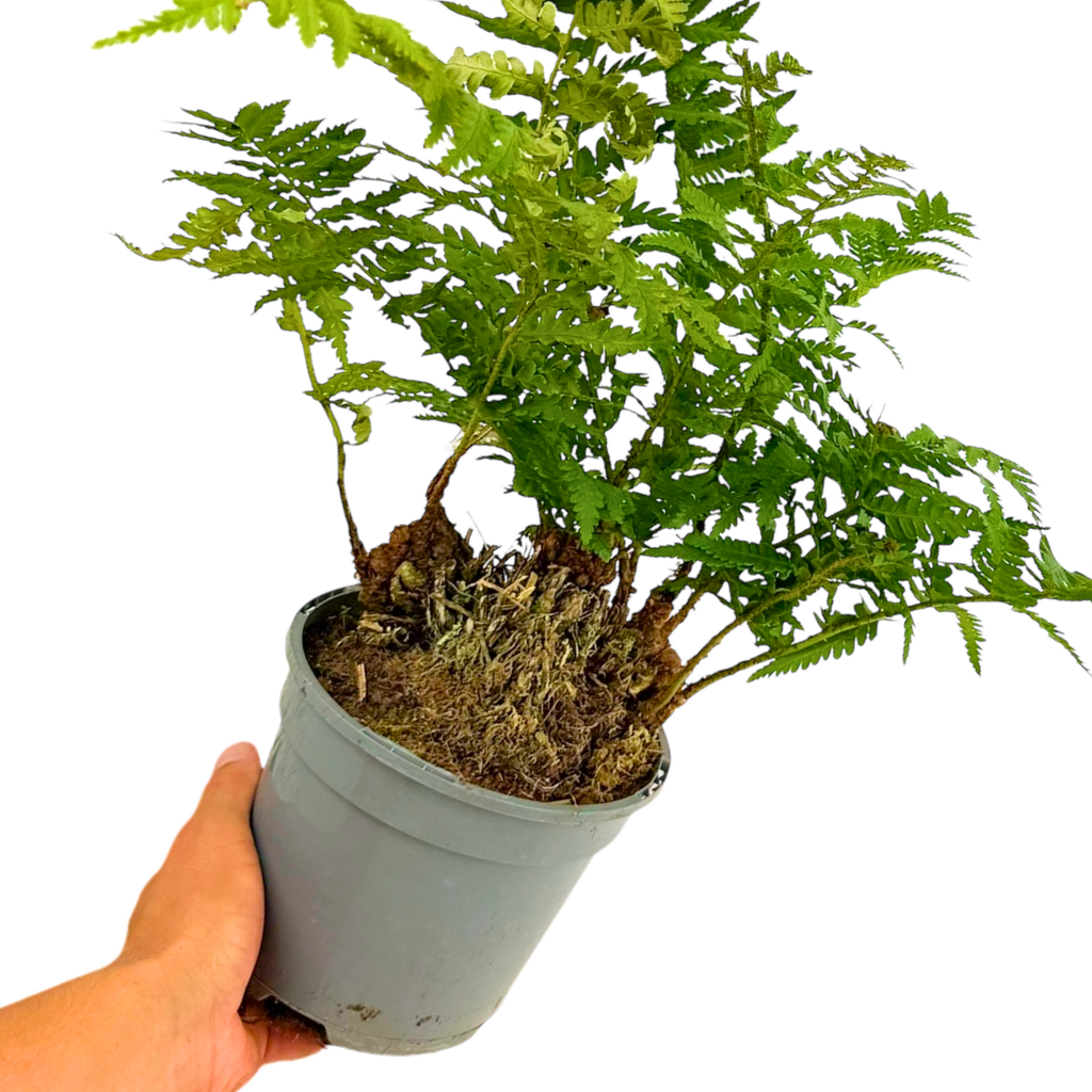 Soft Shield Fern Polystichum Setiferum & Herrenhausen