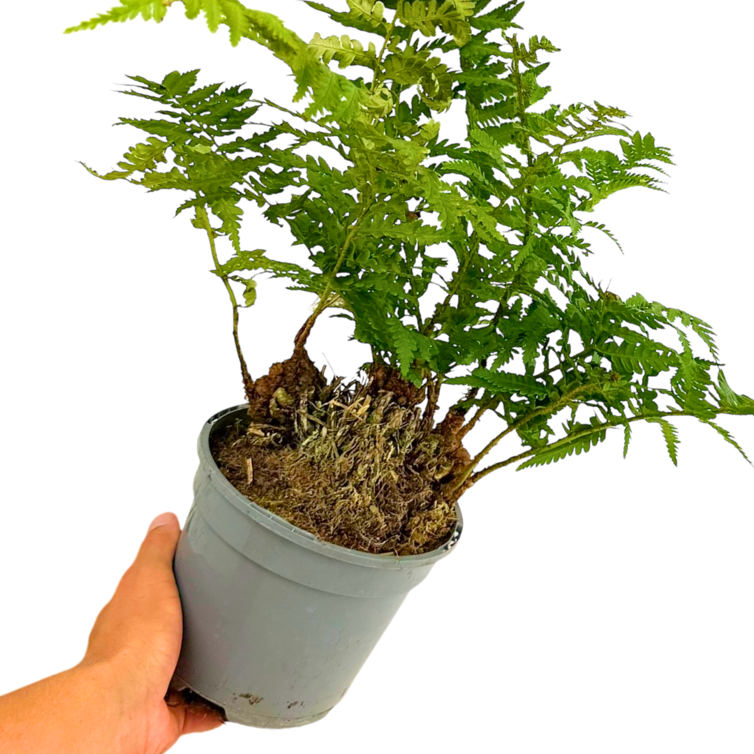 Soft Shield Fern Polystichum Setiferum & Herrenhausen