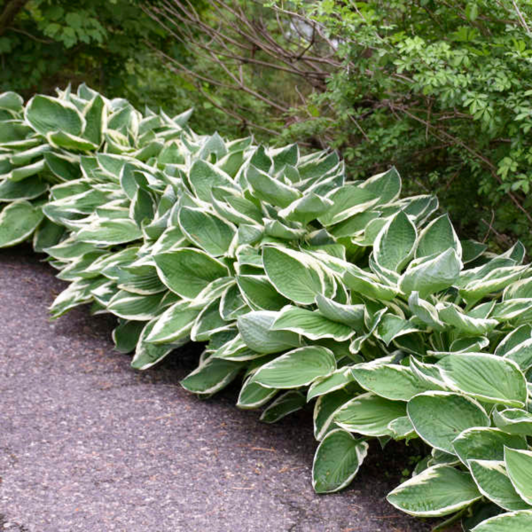 Hosta Francee