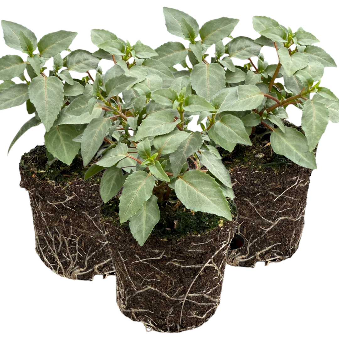 Set of 3 or 6 Large, Outdoor Garden Ready Plants - Fuchsia Bella Hilda (Pink & White)