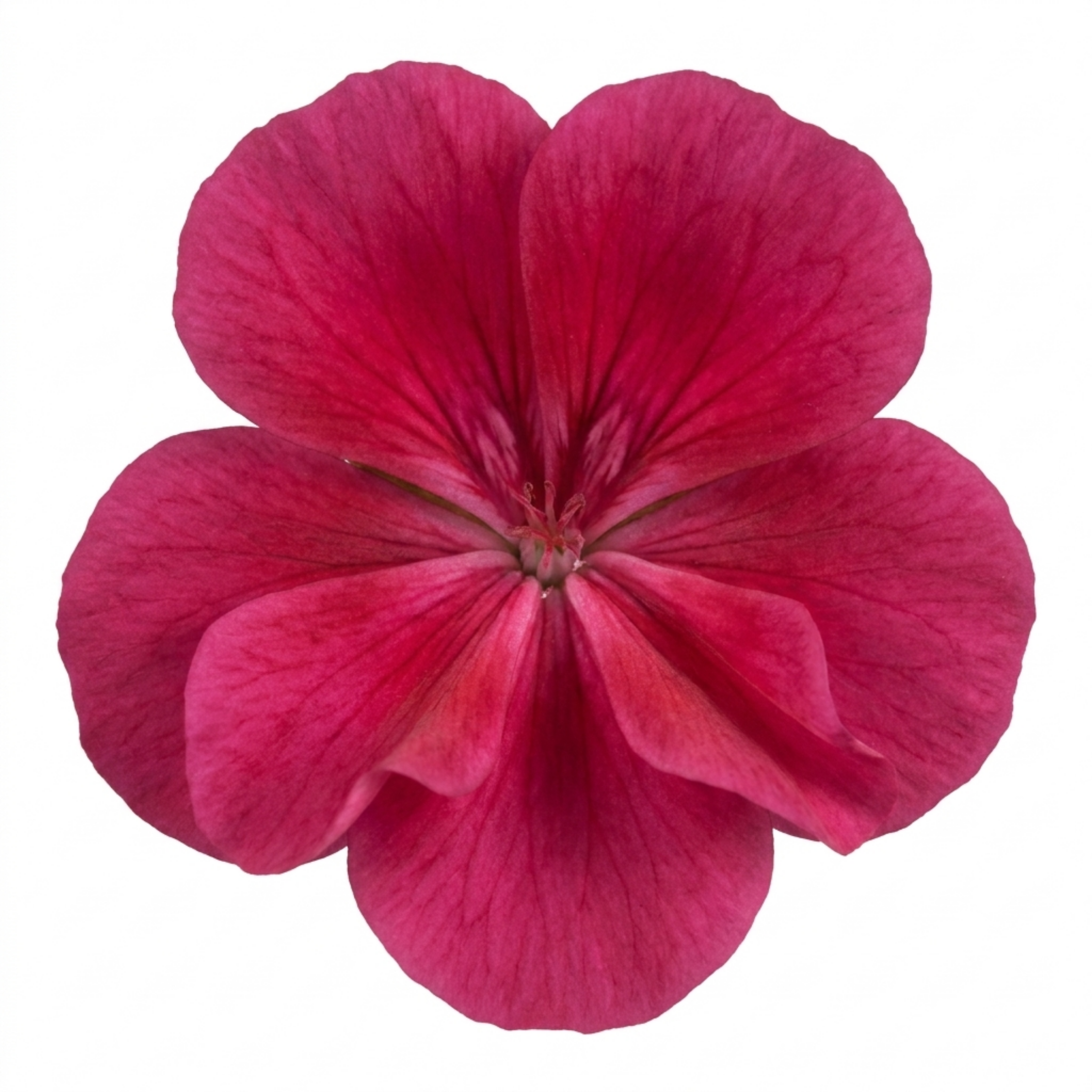 1 Large Plant - Geranium Calliope Deep Rose, Outdoor Garden Ready, 2L Pot