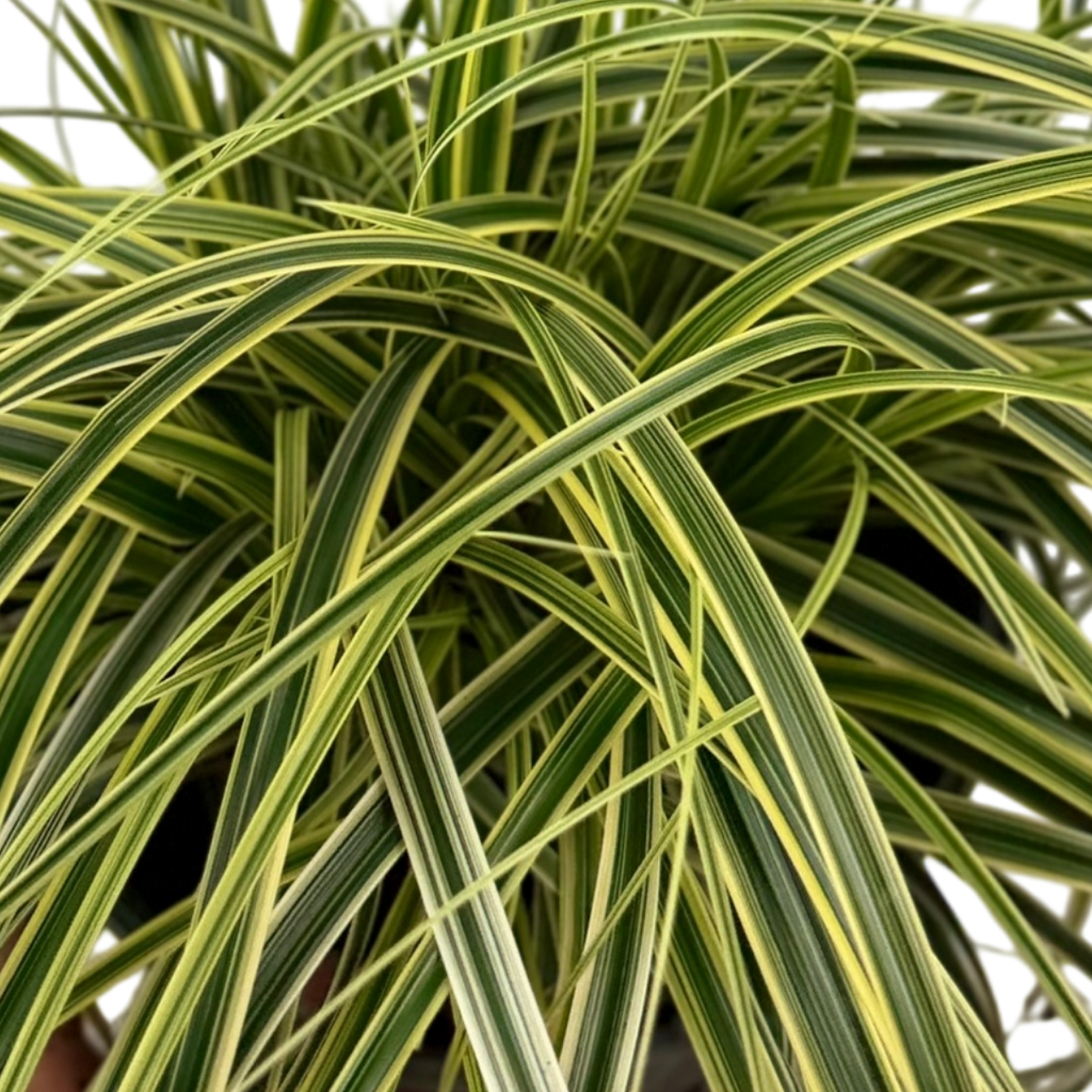 1 Large Plant - Carex Feather Falls, Ready to Plant in Your Garden, 5L Pot
