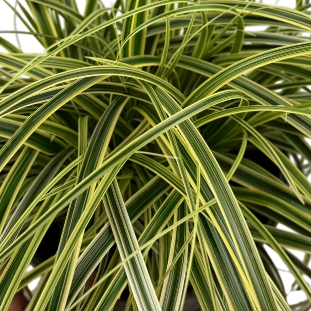 1 Large Plant - Carex Feather Falls, Ready to Plant in Your Garden, 5L Pot