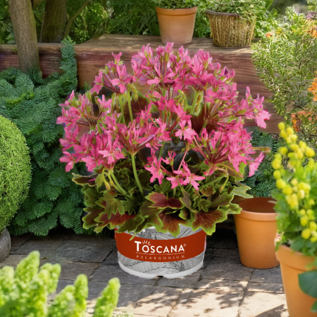 Set of 3 or 6 Large Plants - Geranium Pelgardini Lotusland, Ready to Plant in Your Garden