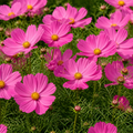 Set of 3 or 6 Large Plants - Cosmos Apollo Pink, Ready to Plant in Your Garden, Peat-Free