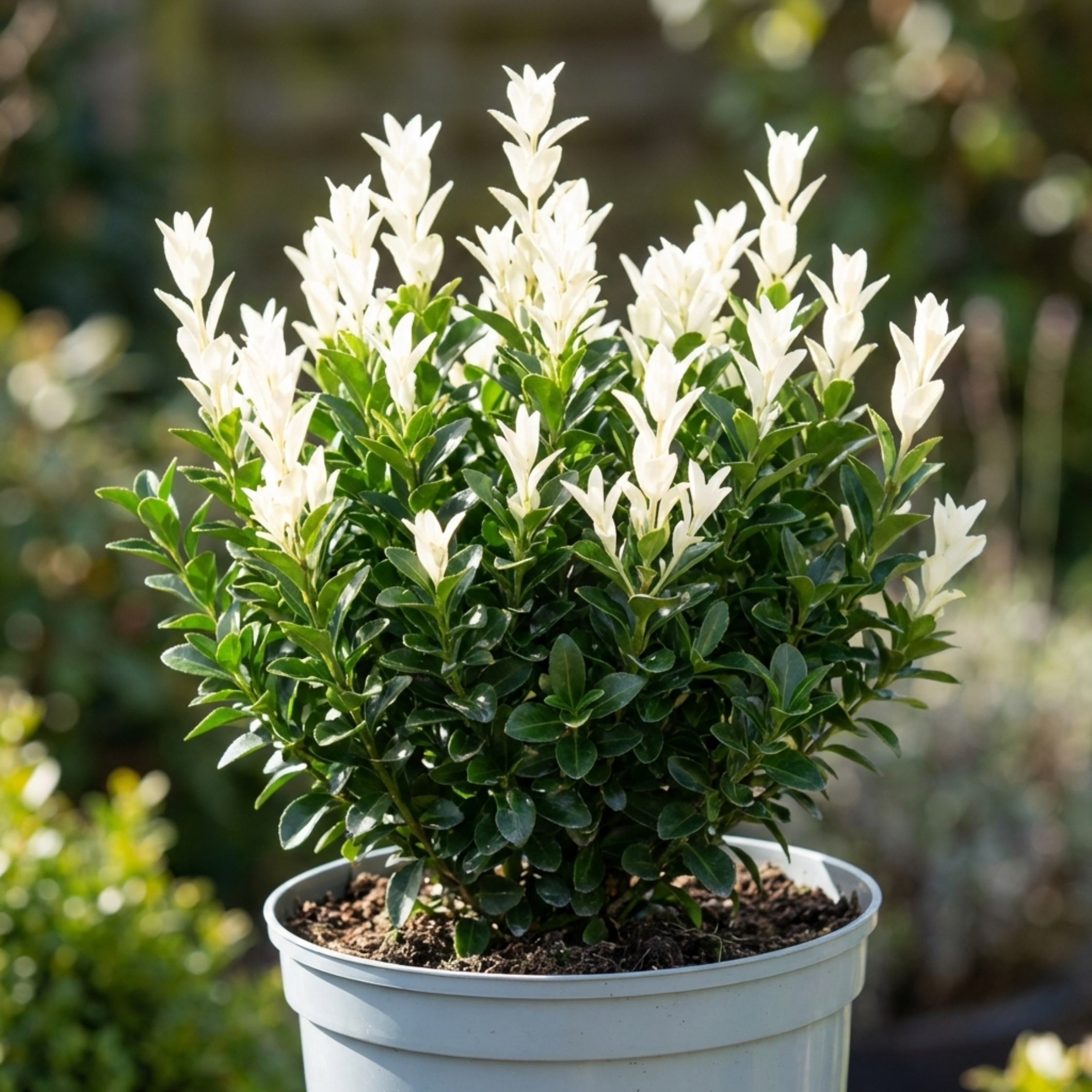 1 Euonymus Japonicus Paloma Blanca Plant, Hardy Evergreen Shrub for Garden, 7.5 Litre Root-Ball
