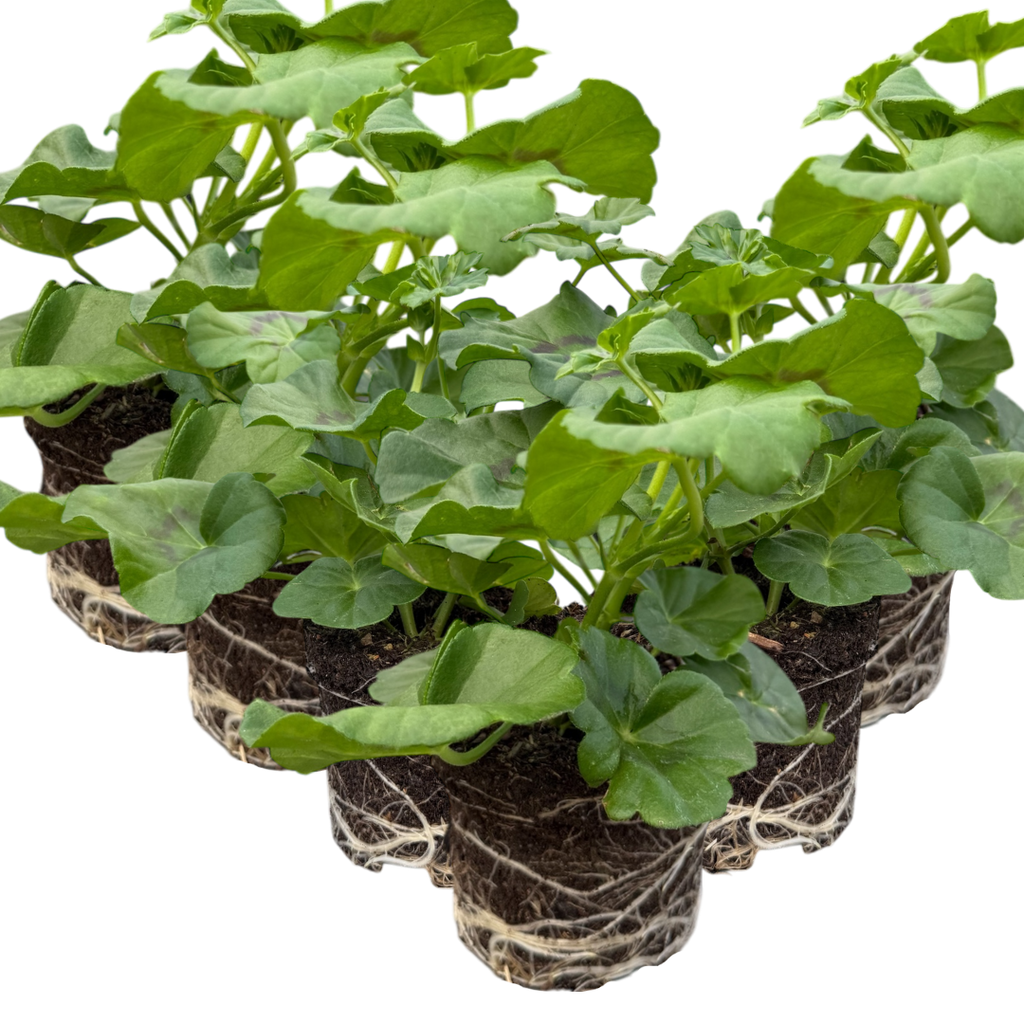 Set of 3 or 6 Large Plants - Geranium Sunflair Amethyst, Ready to Plant in Your Garden