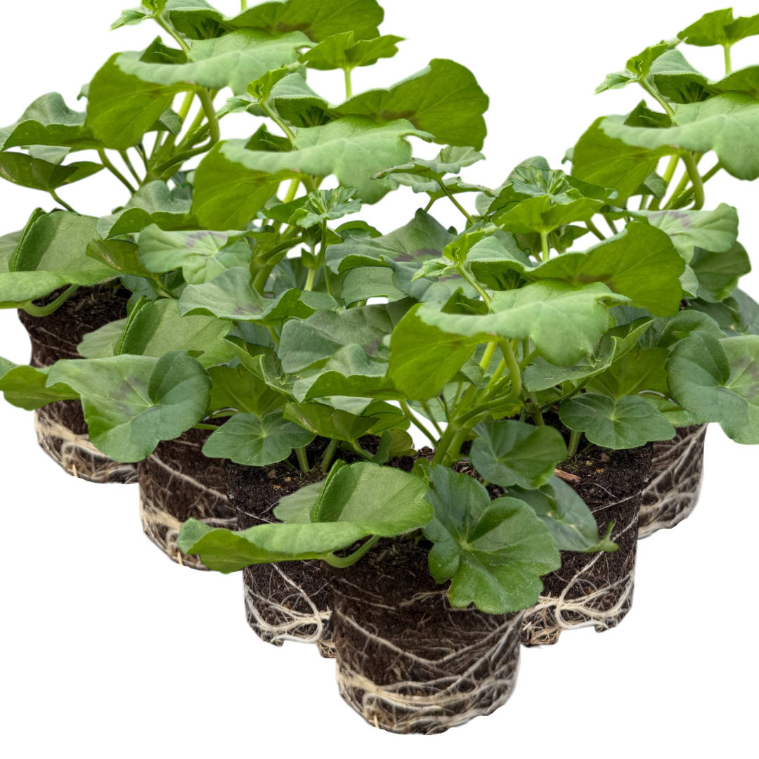 Set of 3 or 6 Large Plants - Geranium Sunflair Amethyst, Ready to Plant in Your Garden