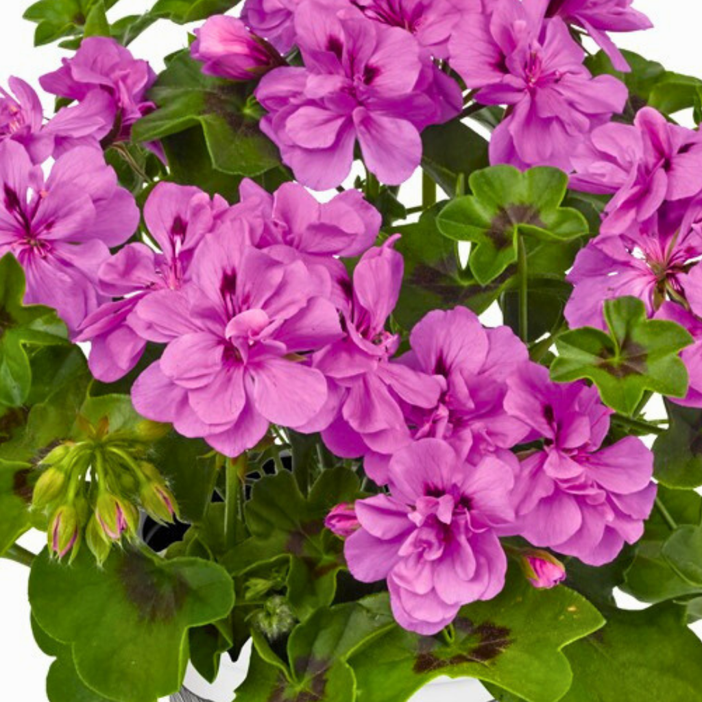 Set of 3 or 6 Large Plants - Geranium Sunflair Amethyst, Ready to Plant in Your Garden