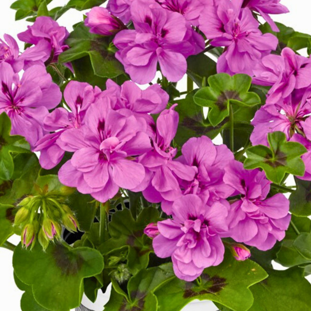 Set of 3 or 6 Large Plants - Geranium Sunflair Amethyst, Ready to Plant in Your Garden