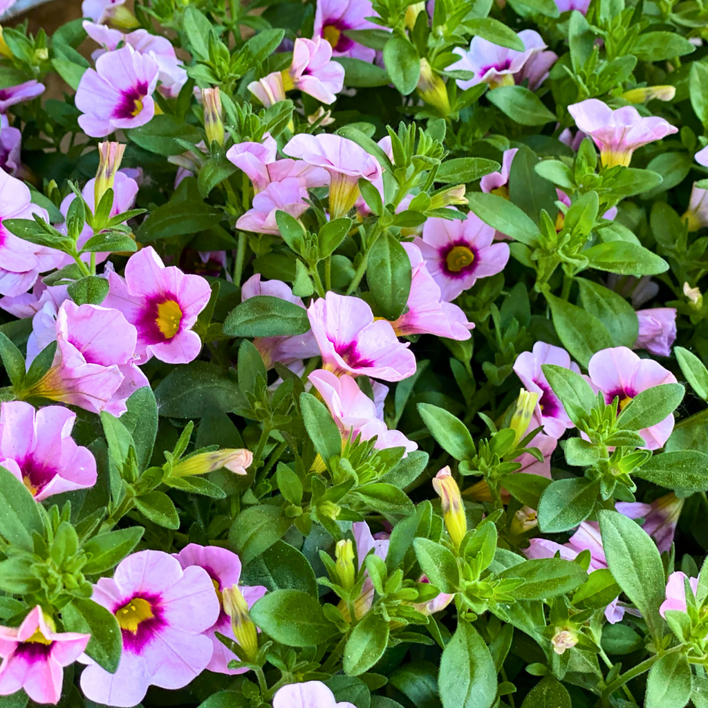 Set of 3 or 6 Large Plants - Calibrachoa Cabaret Early Light Pink Eye, Outdoor Garden Ready