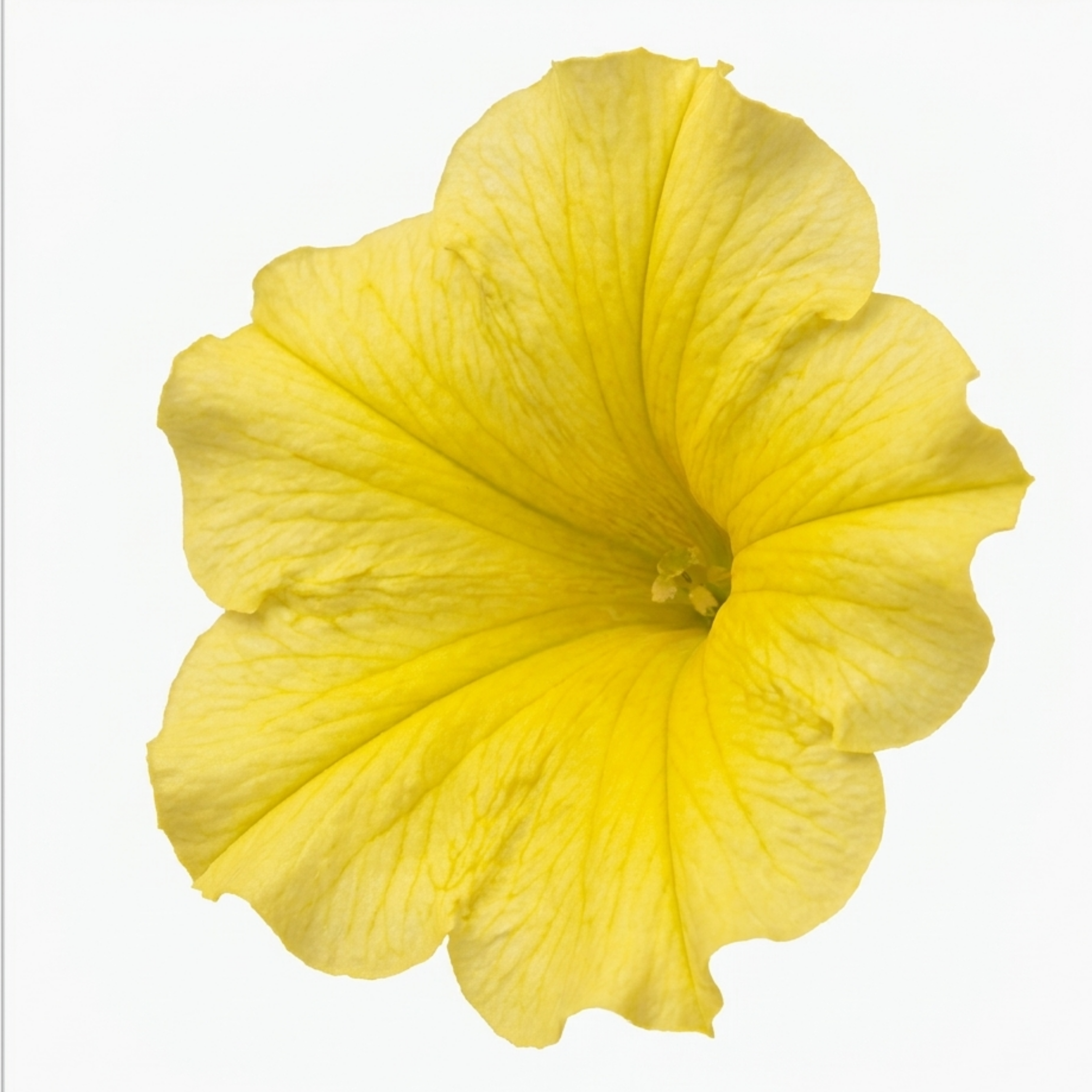1 Large Plant - Petunia Rimarkable Hello Yellow, Outdoor Garden Ready, 2L Pot