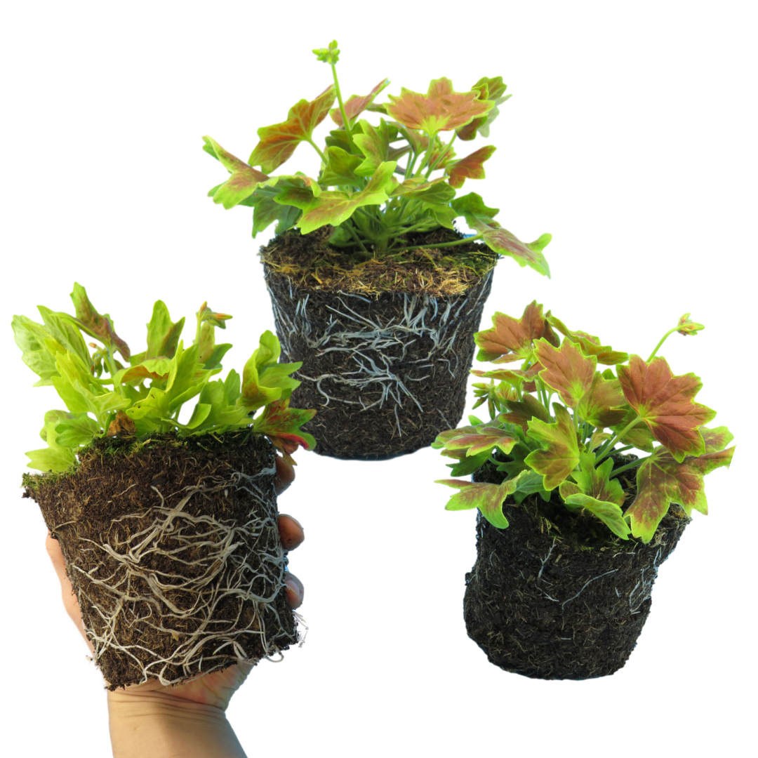 Set of 3 or 6 Large Plants - Geranium Pelgardini Lotusland, Ready to Plant in Your Garden