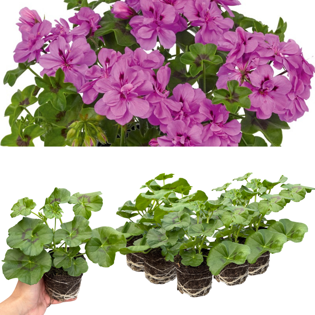 Set of 3 or 6 Large Plants - Geranium Sunflair Amethyst, Ready to Plant in Your Garden