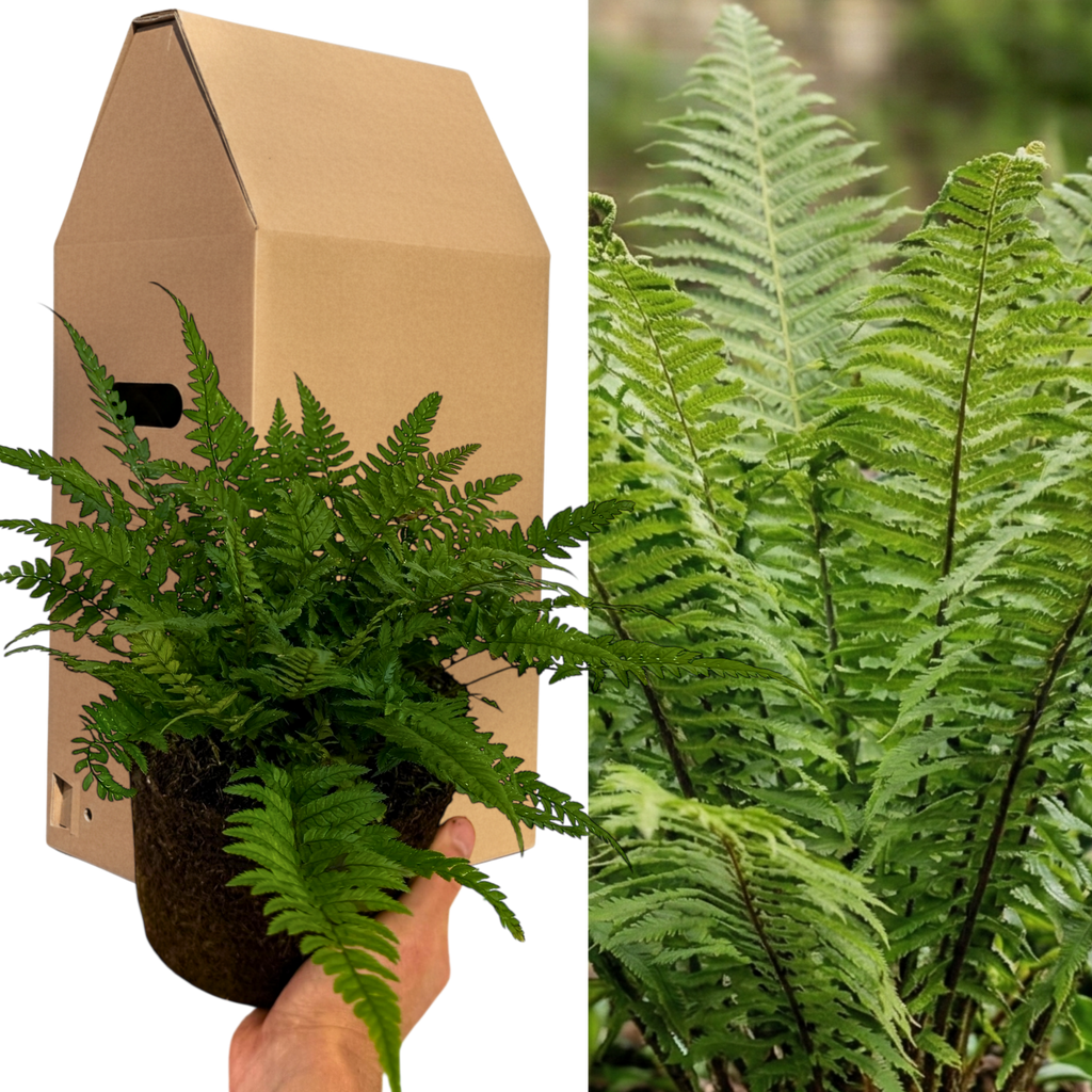 1 Large, Garden Ready Plant - Korean Rock Fern Polystichum Tsus Simense, 2L Pot