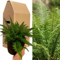 1 Large, Garden Ready Plant - Korean Rock Fern Polystichum Tsus Simense, 2L Pot