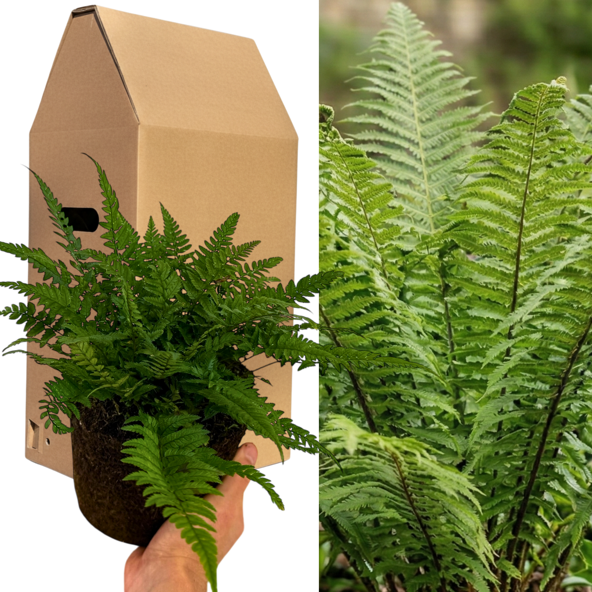 1 Large, Garden Ready Plant - Korean Rock Fern Polystichum Tsus Simense, 2L Pot