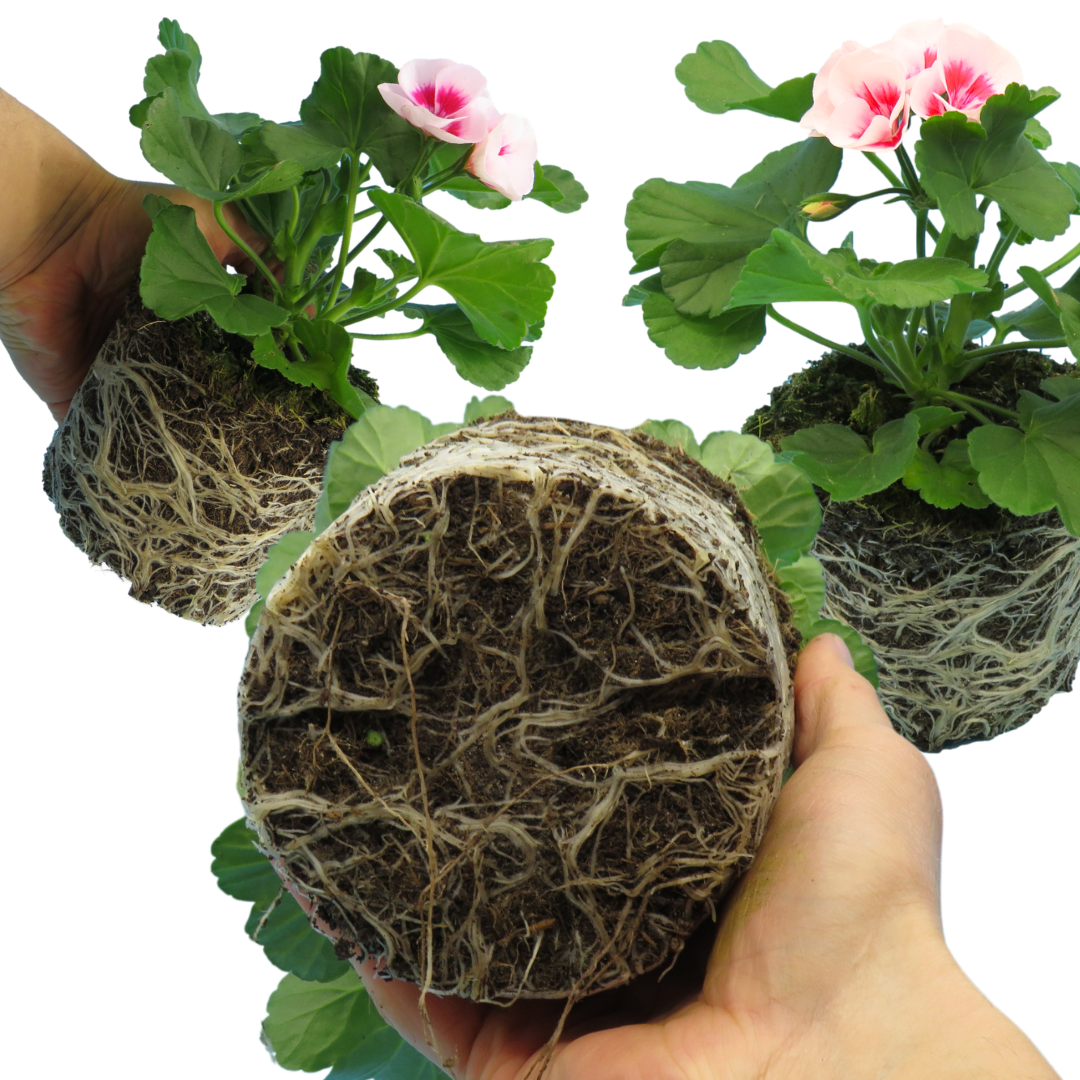 Set of 3 or 6 Large Plants - Garden Ready Pelargonium Toscana Dolce Vita Linus/Smart Splash