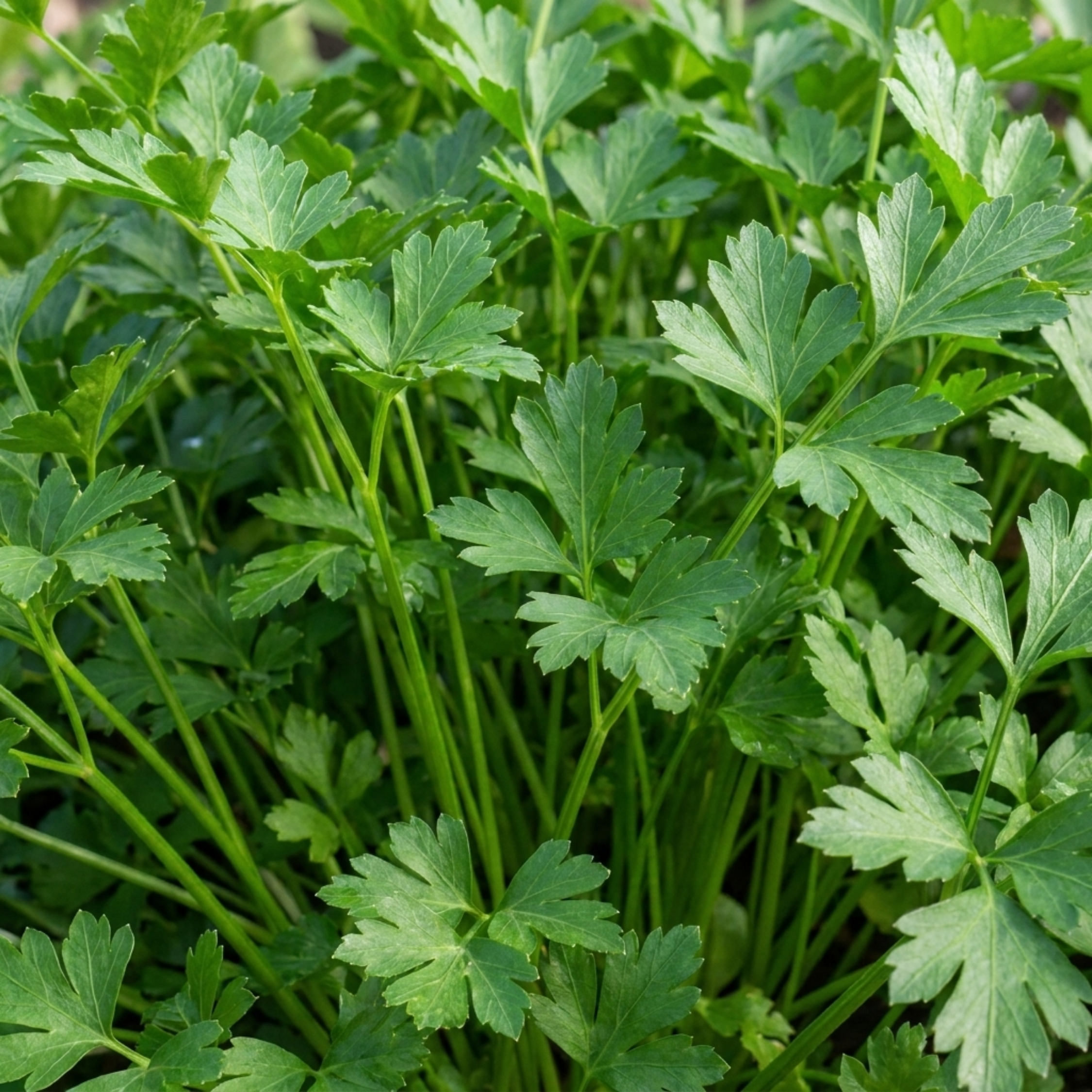 Set of 3 or 6 Italian Flat Leaf Parsley (Petroselinum crispum) Herb Plants, Fresh Kitchen Garden Ready, Outdoor Growing, 1 Litre Root-Ball