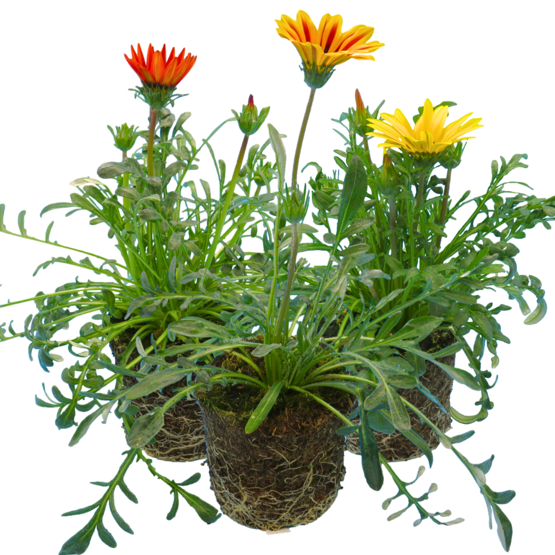 Set of 3 or 6 Large Plants - Gazania Kiss Any Colour Mix, Ready to Plant in Your Garden