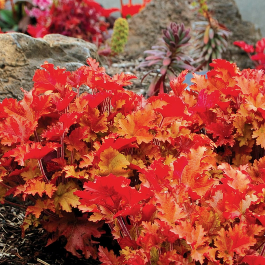 Heuchera Marmalade
