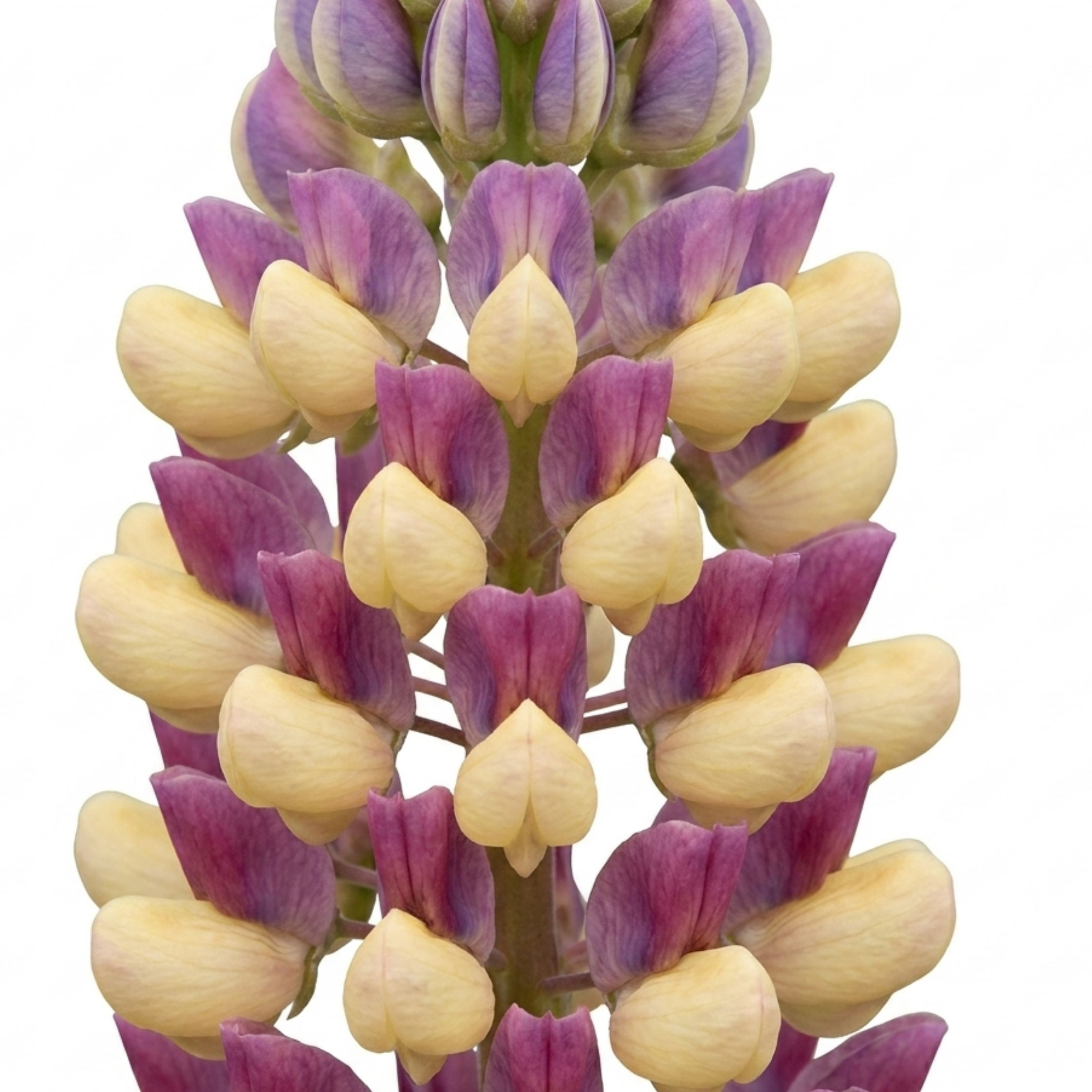 1 Lupin Persian Slipper Hardy Perennial Flower Plant, Bee Friendly Cottage Garden Ready, 3L Root Ball