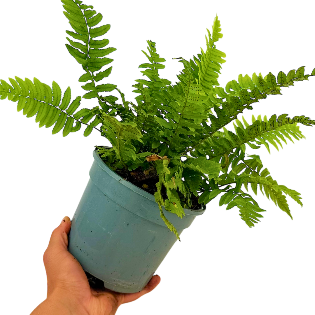 Wood Fern Dryopteris Atrata