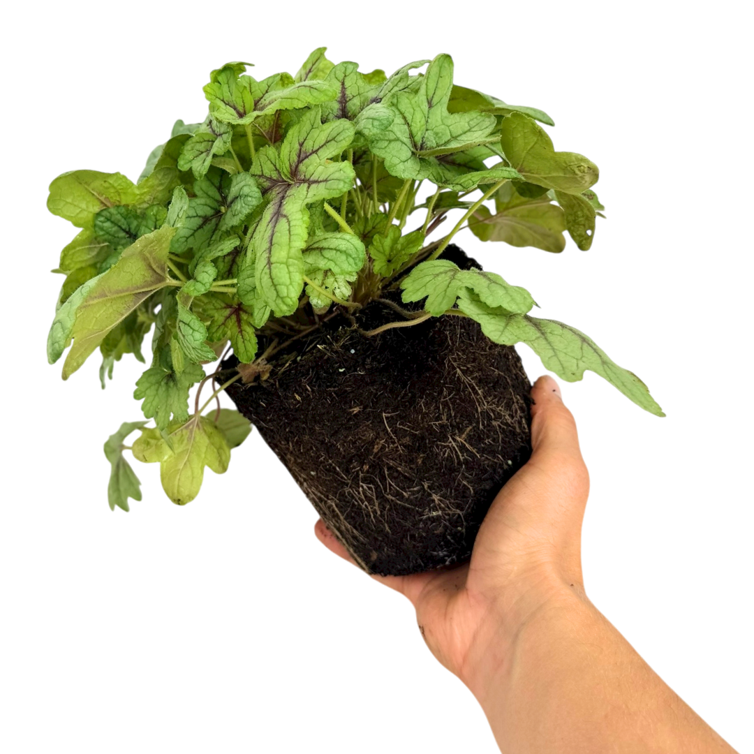 Heuchera Tapestry