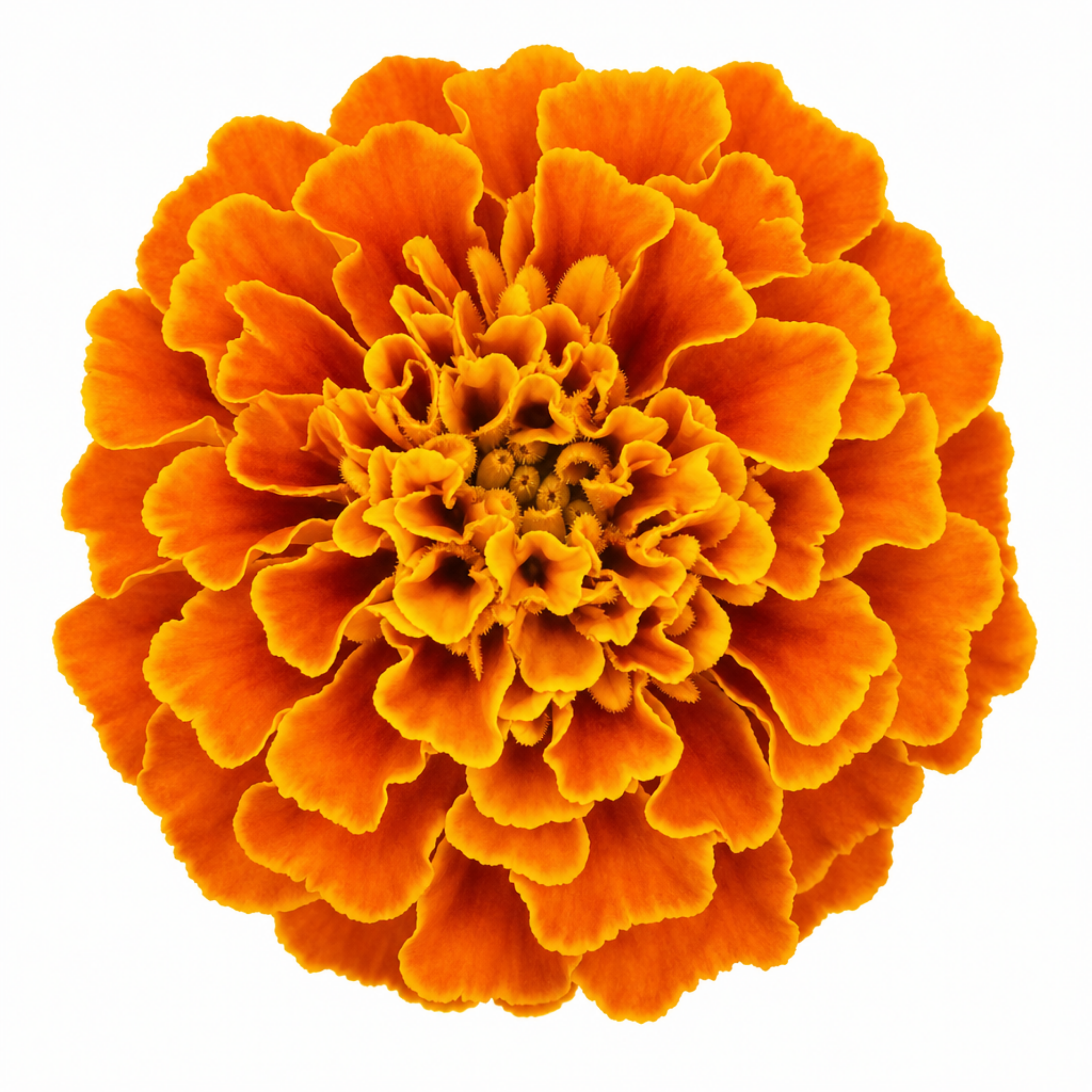 1 Large Plant - Marigold African Taishan Orange, Outdoor Garden Ready, 2L Pot