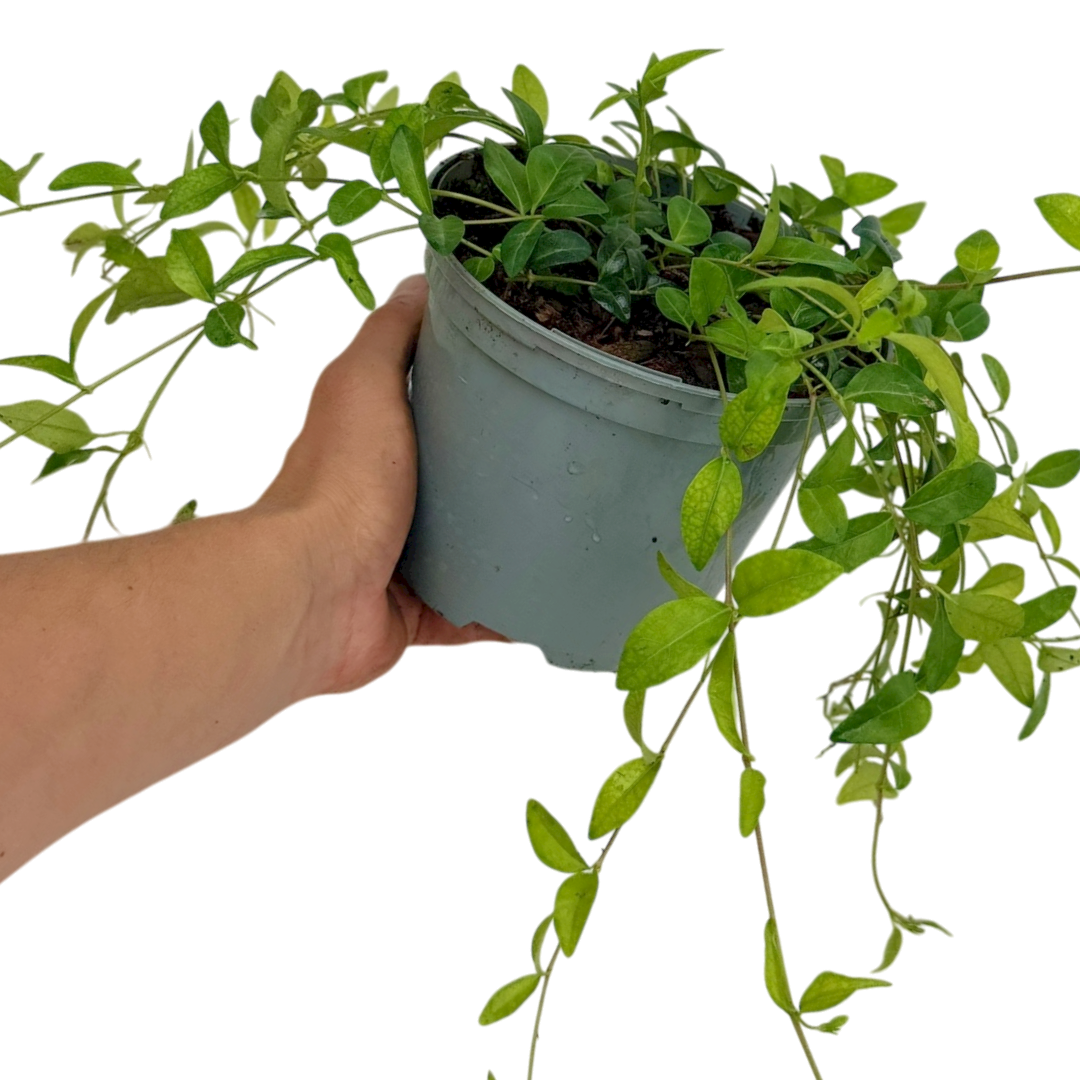 Vinca Minor