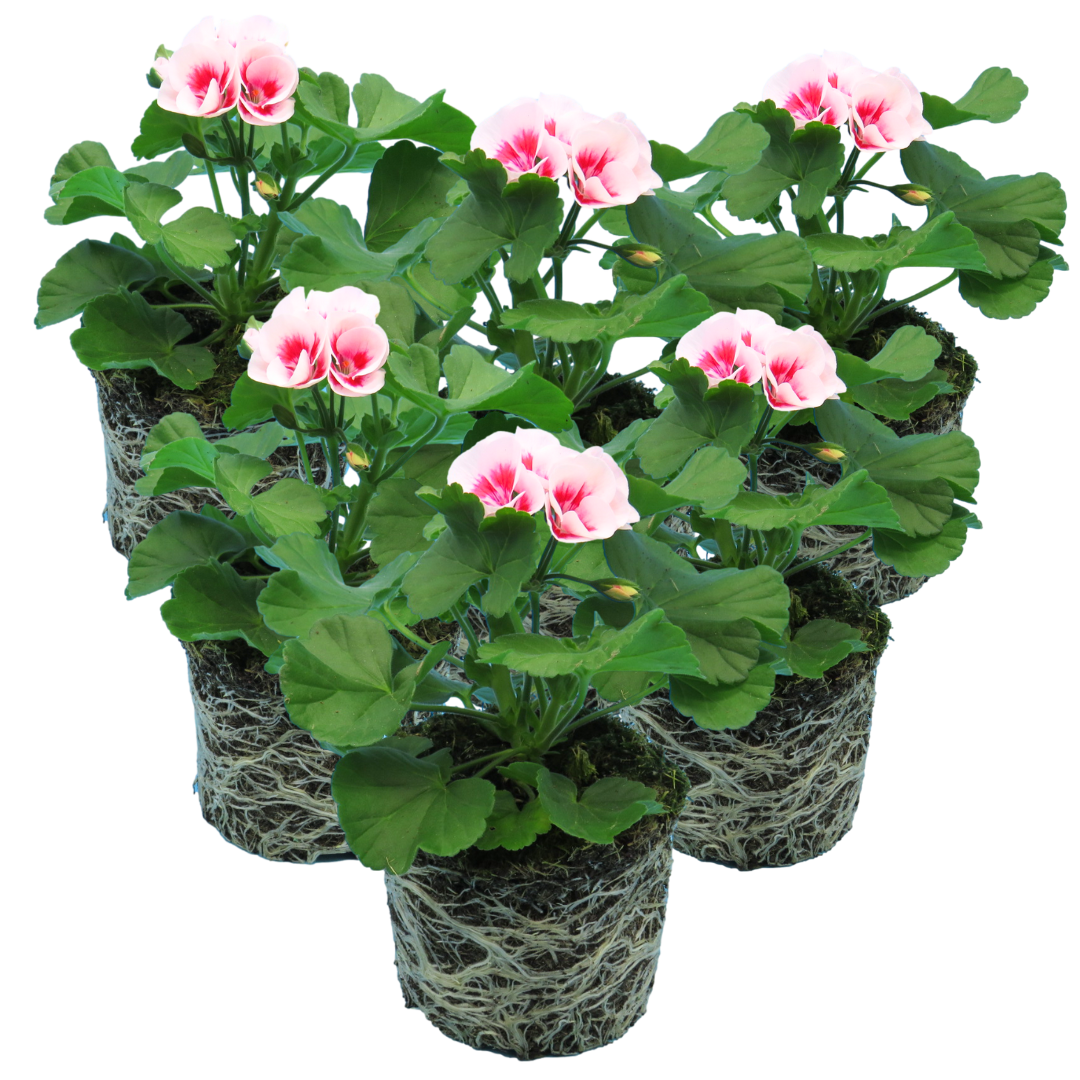 Set of 3 or 6 Large Plants - Garden Ready Pelargonium Toscana Dolce Vita Linus/Smart Splash