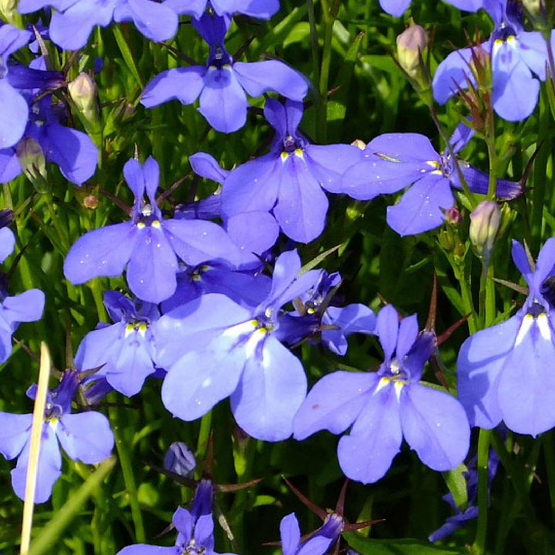 Set of 3 or 6 Large Lobelia Plants - Hot WaterBlue Improved, Ready to Plant in Your Garden